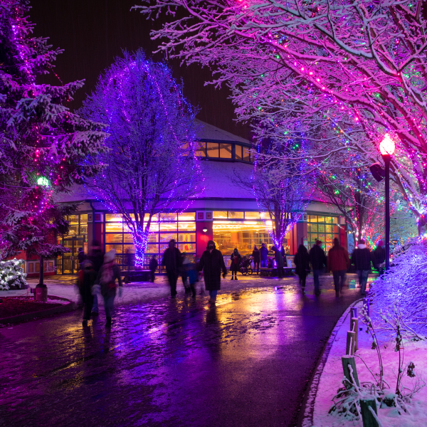 The Magic of Wildlights is Back This Holiday Season at the Columbus Zoo